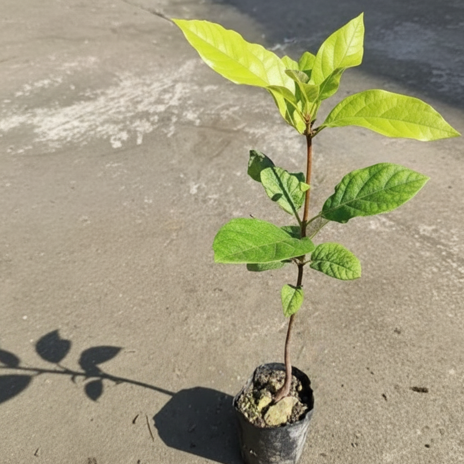 Hybrid Avacado Plant
