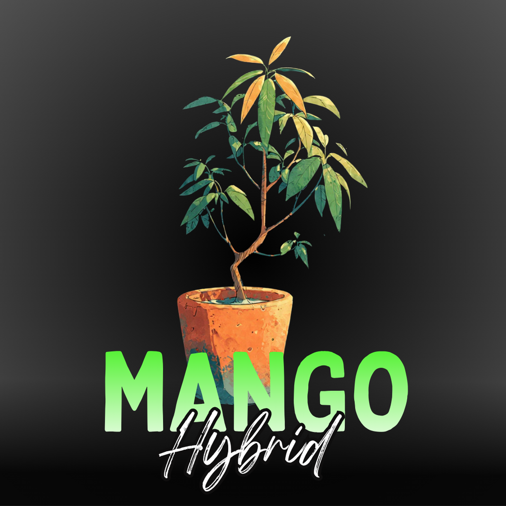 Mango Plant (Vietnam) All Time Yield