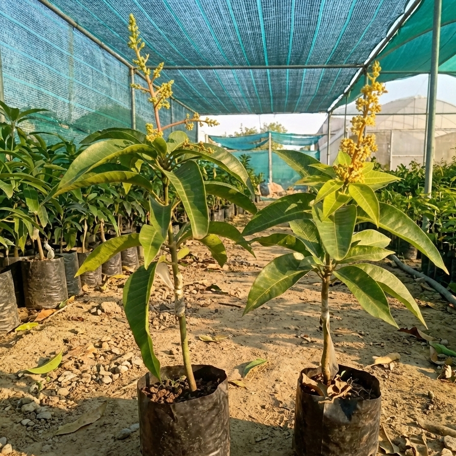 All Time Fruiting Mango Plant