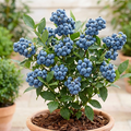 Blueberry Plant (Thai Variety)