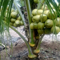 Vietnam Coconut Rare Plant