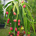 Best Hybrid Dragon Fruit Plant