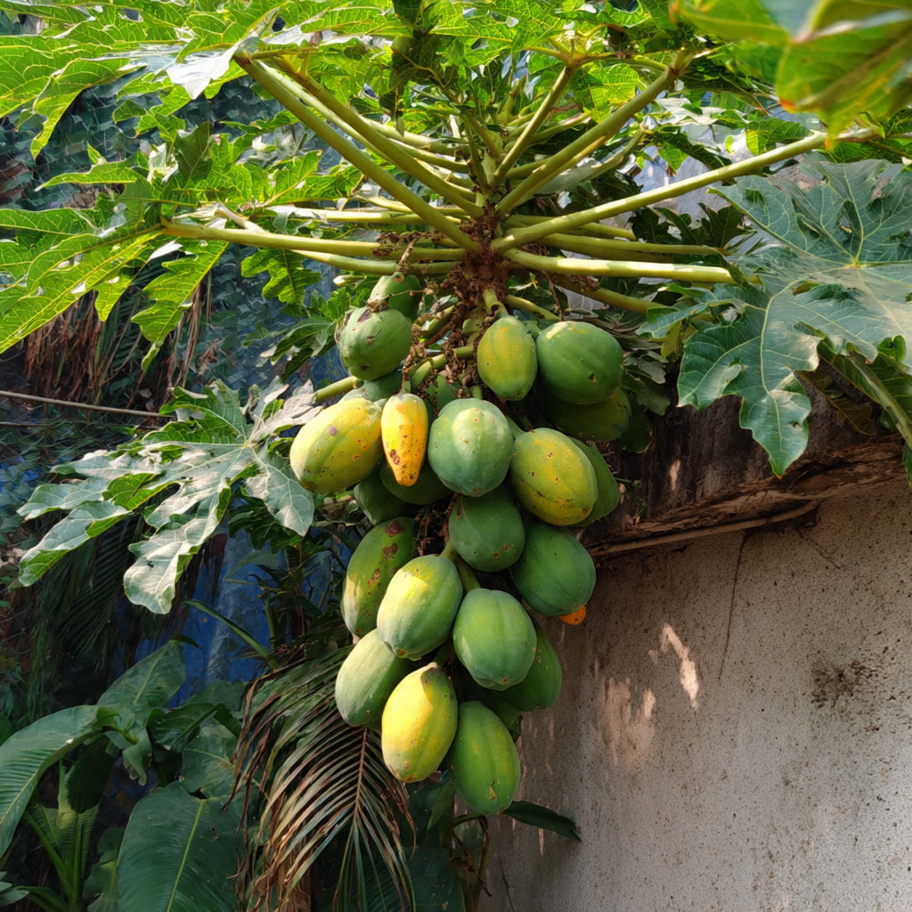 Dwarf Papaya 3x Fruits Hybrid Plant