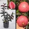 Thailand Pink Guava