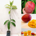 Miyazaki Mango Plant