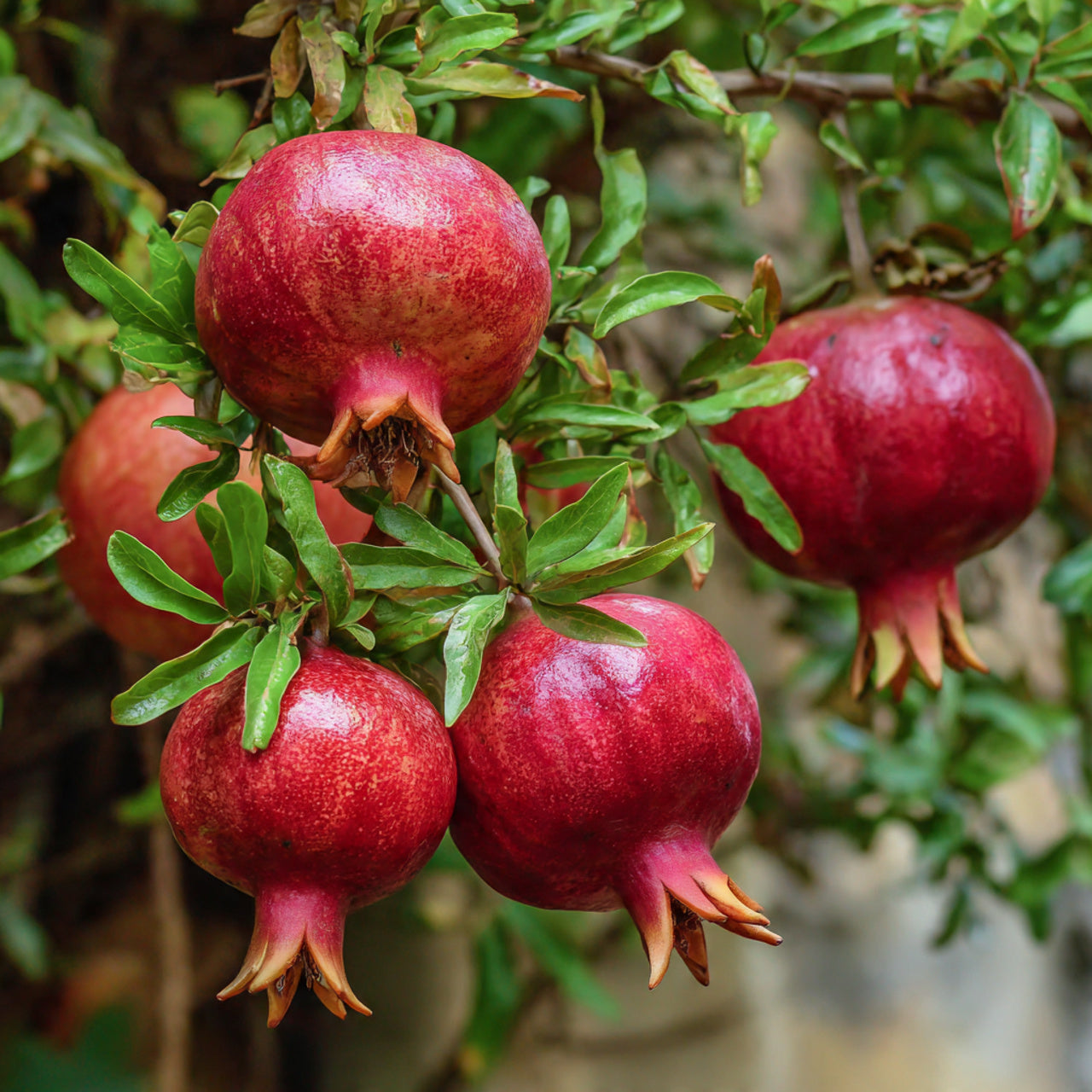 High Quality All Season Pomegranate Plant