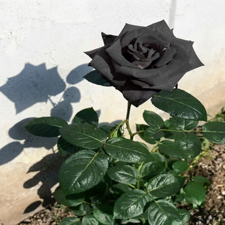 Black Rose Plant